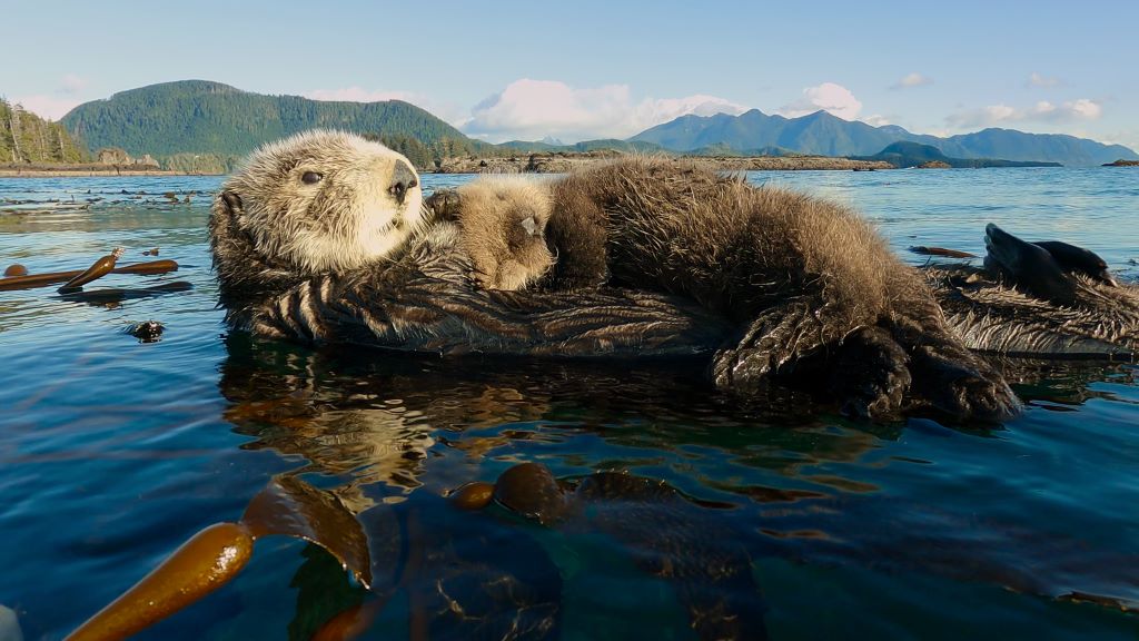 Island of the Sea Wolves Highlights Canada's Wildlife - POV Magazine