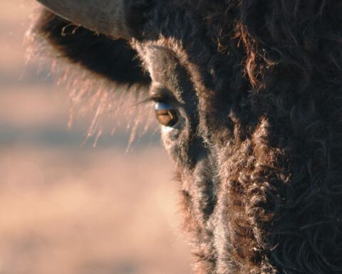 A close-up of a buffalo's eye.