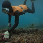 An underwater shot of a woman diver. She is wearing an orange and black wetsuit with a facemask and is harvesting a sea urchin.