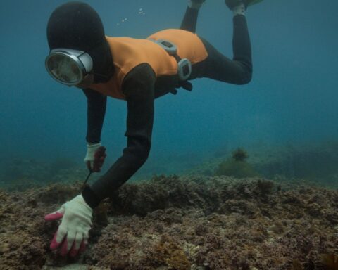 An underwater shot of a woman diver. She is wearing an orange and black wetsuit with a facemask and is harvesting a sea urchin.