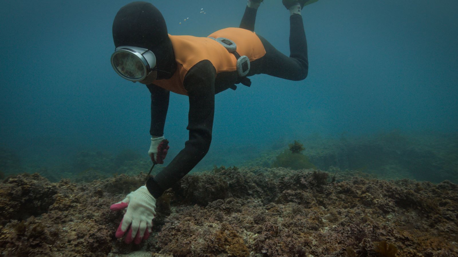 An underwater shot of a woman diver. She is wearing an orange and black wetsuit with a facemask and is harvesting a sea urchin.