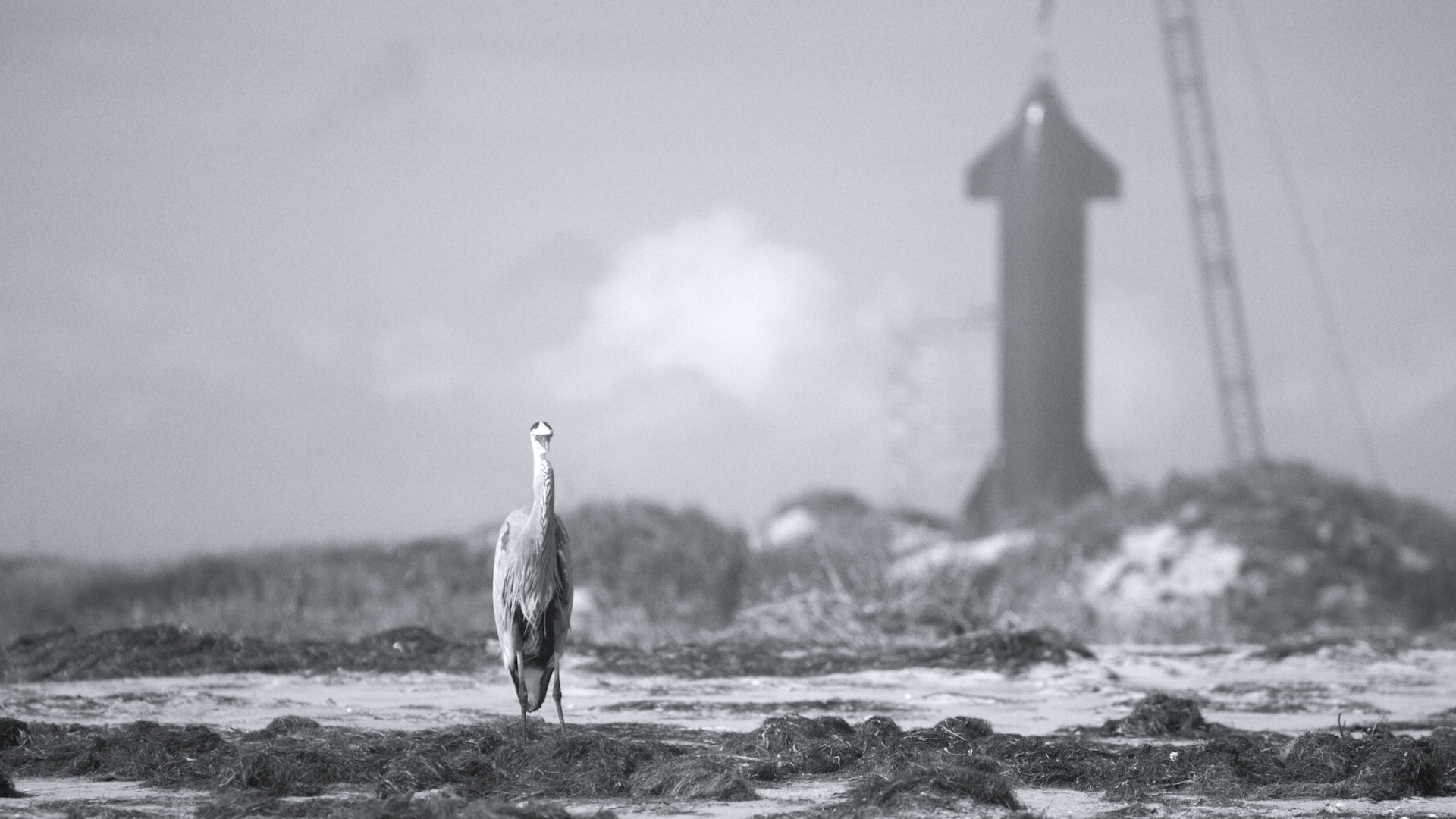 A black and white photo of a crane standing on a beach. The bird is in the foreground and there is a giant rocketship in the background.
