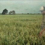A man appears as a ghostly figure via double exposure atop of a photograph of a field. It is green with a cloudy sky. The man is standing and wearing a white ball cap.