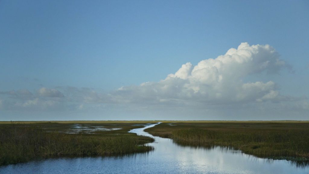 Sawgrass marsh under a blue sky in the Everglades