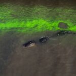 An alligator swimming in water that has turned neon green from a toxic algal bloom