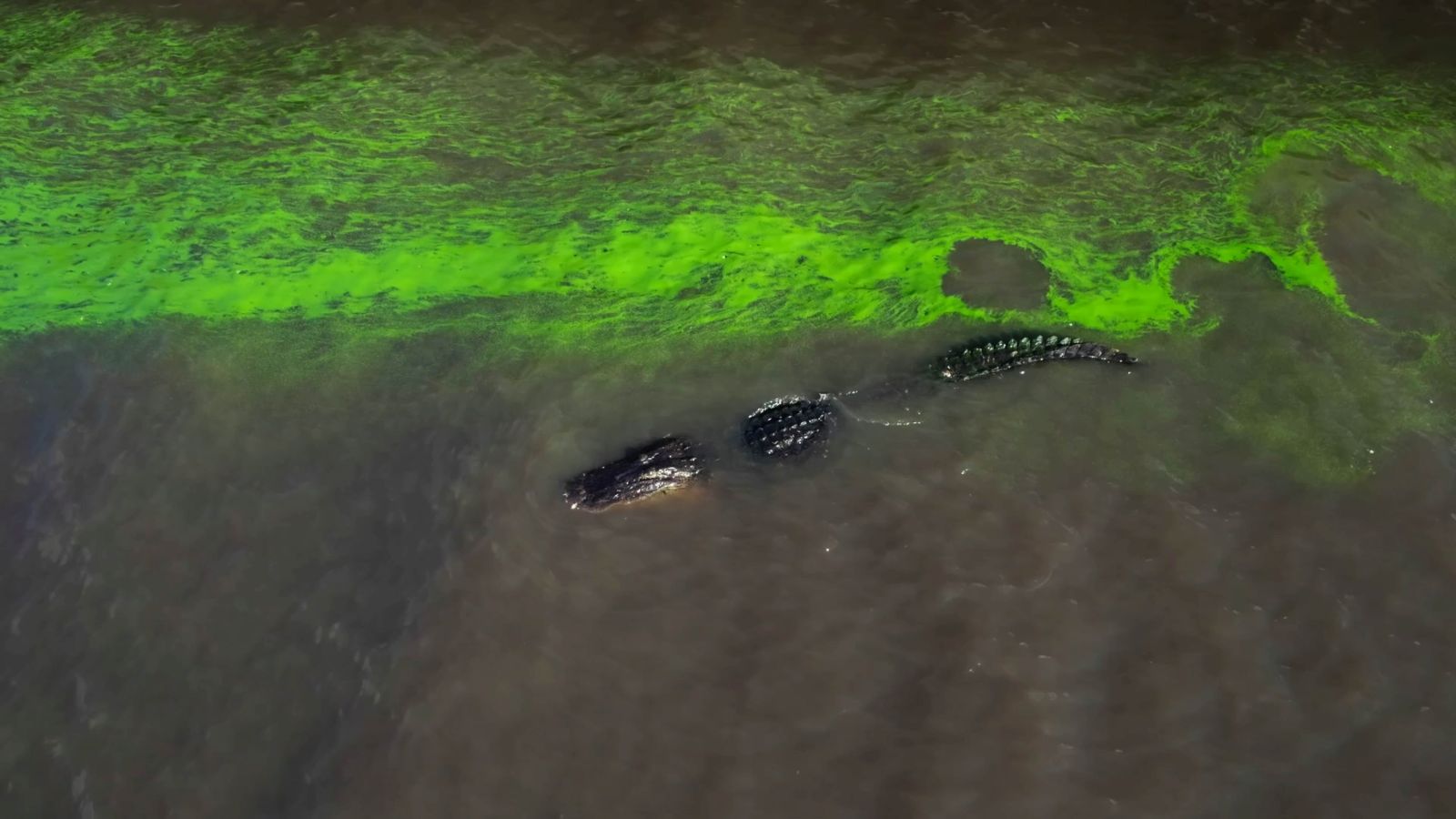 An alligator swimming in water that has turned neon green from a toxic algal bloom