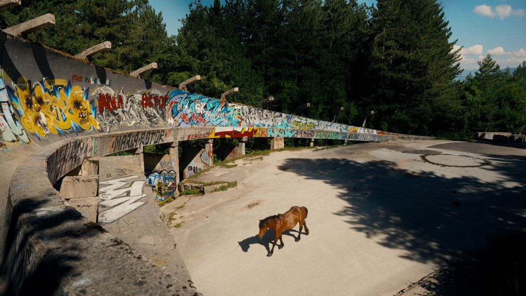 A brown horse walks by a concrete luge track. It is summertime and the track is covered in graffiti.