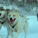 Three huskies run in the snow pulling a sled, which is outside the frame. The two dogs leading the pack have white fur patterned with brown, and the dog behind them is black with white patches. All the dogs have their tongues dangling out of their mouths.