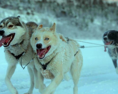 Three huskies run in the snow pulling a sled, which is outside the frame. The two dogs leading the pack have white fur patterned with brown, and the dog behind them is black with white patches. All the dogs have their tongues dangling out of their mouths.