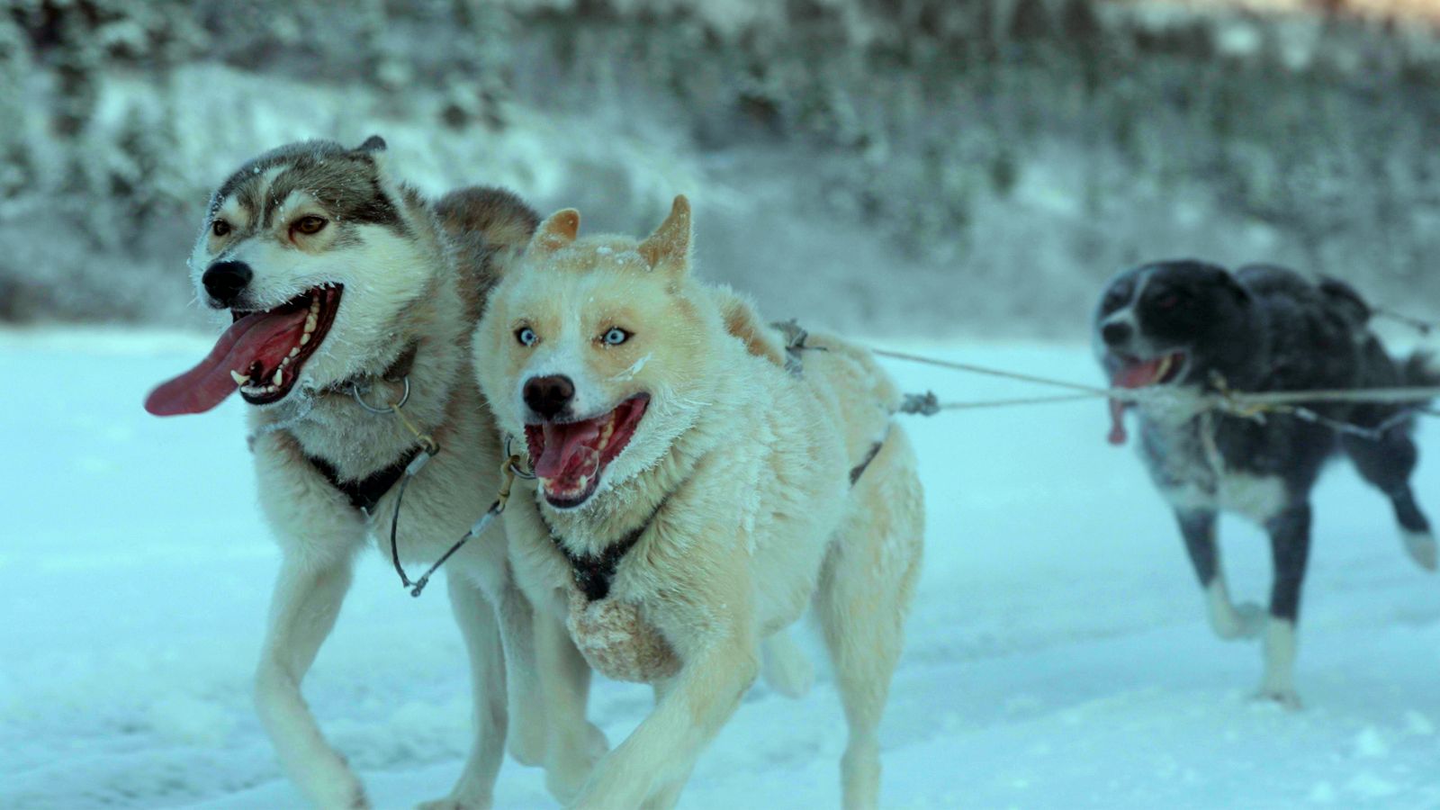 Three huskies run in the snow pulling a sled, which is outside the frame. The two dogs leading the pack have white fur patterned with brown, and the dog behind them is black with white patches. All the dogs have their tongues dangling out of their mouths.