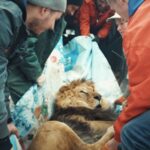 An evacuation crew carries a rescued lion in a patterned blanket. The crew members are wearing jackets, while the lion is lying down in the blanket.