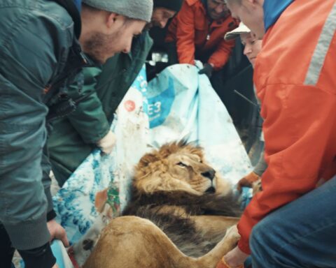 An evacuation crew carries a rescued lion in a patterned blanket. The crew members are wearing jackets, while the lion is lying down in the blanket.