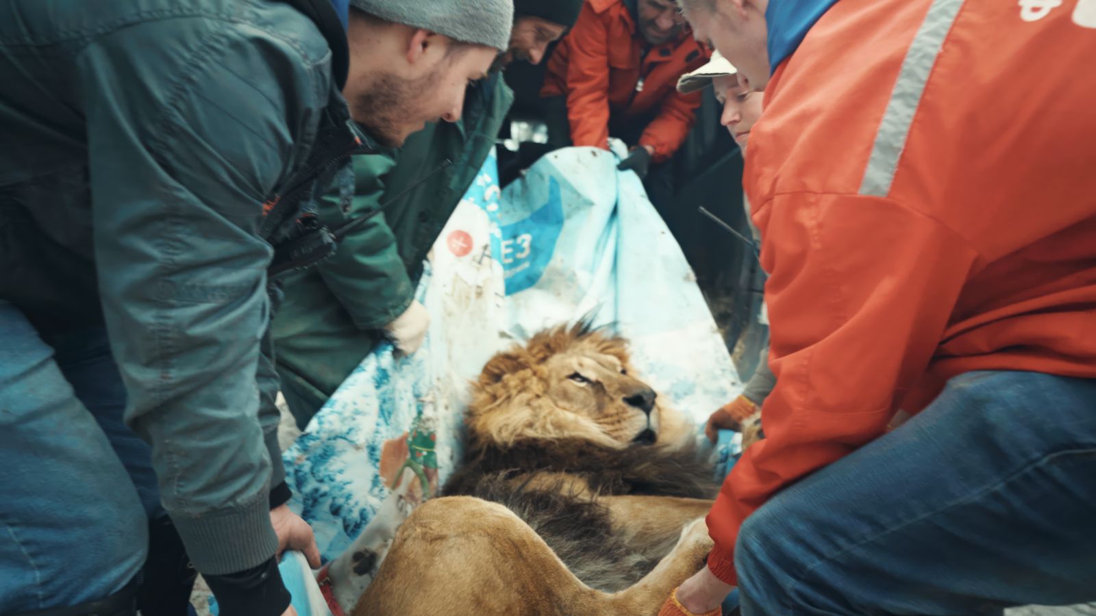 An evacuation crew carries a rescued lion in a patterned blanket. The crew members are wearing jackets, while the lion is lying down in the blanket.