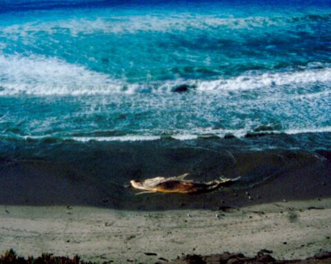 A photograph of a beach at night. The tide is out and the shore extends into the blue water.