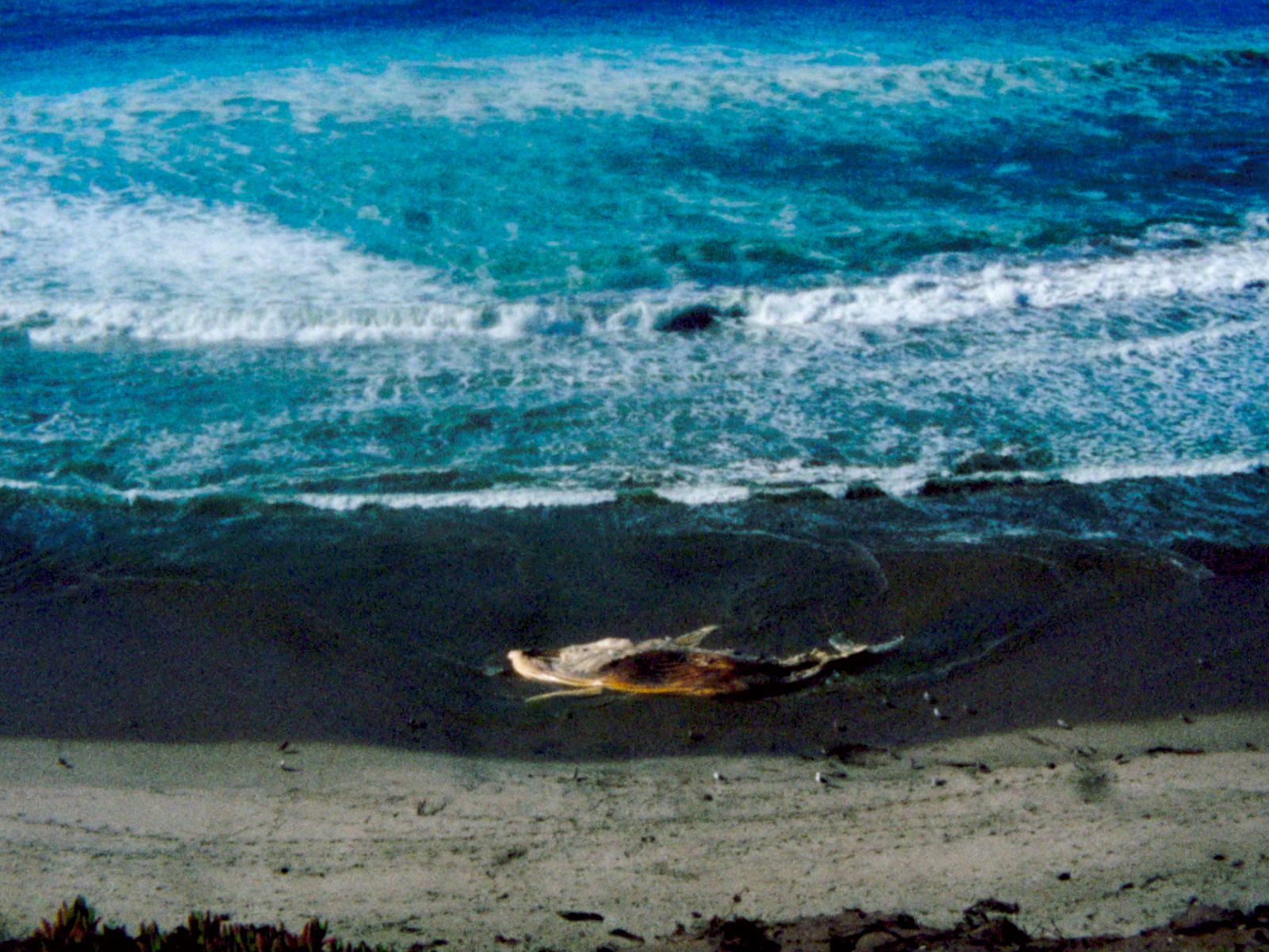 A photograph of a beach at night. The tide is out and the shore extends into the blue water.