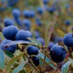 A close-up view of blueberry plants in a field.