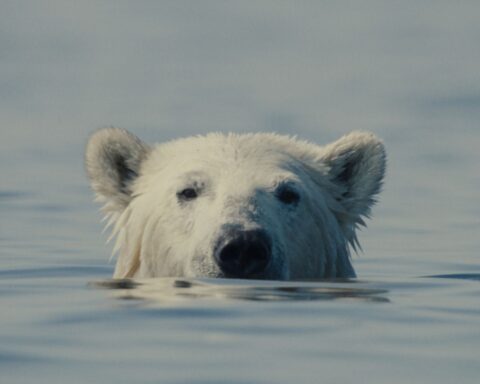A polar bear sticks its head out of the water.