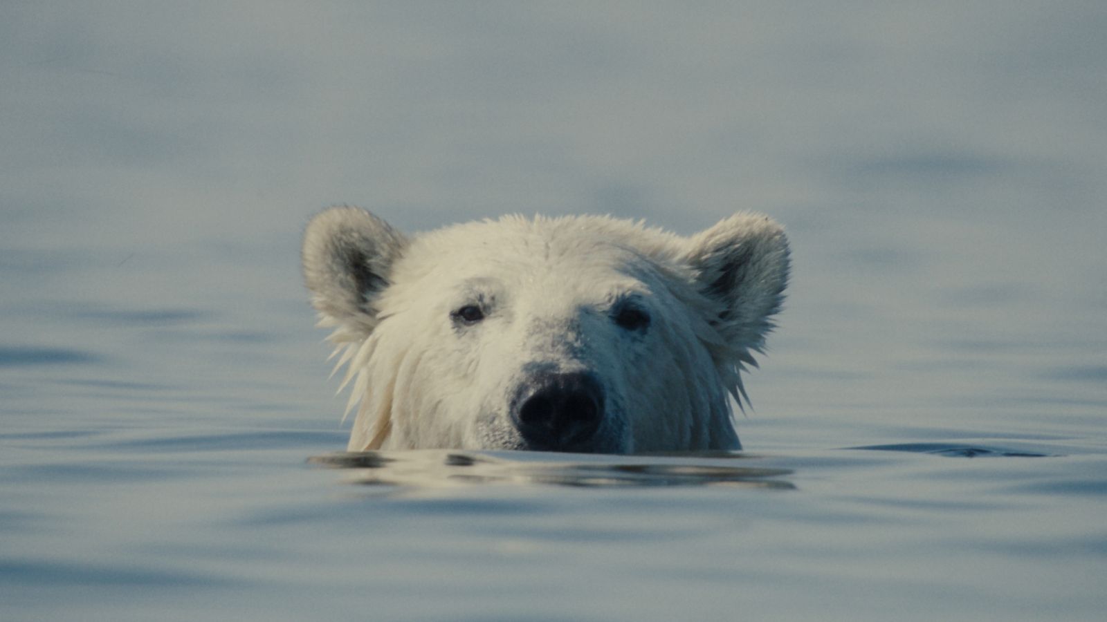 A polar bear sticks its head out of the water.