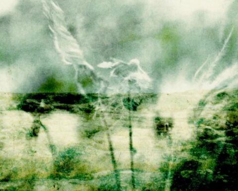 A green experimental film image features photographs of lichen, caribou, and tundra superimosed in layers.