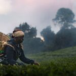 A Kikiuyu woman picks crops in a field. She has a large basket on her back.