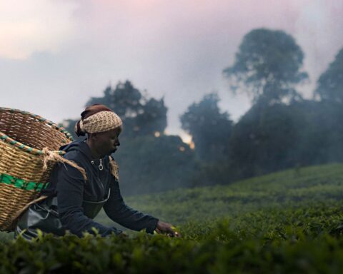 A Kikiuyu woman picks crops in a field. She has a large basket on her back.