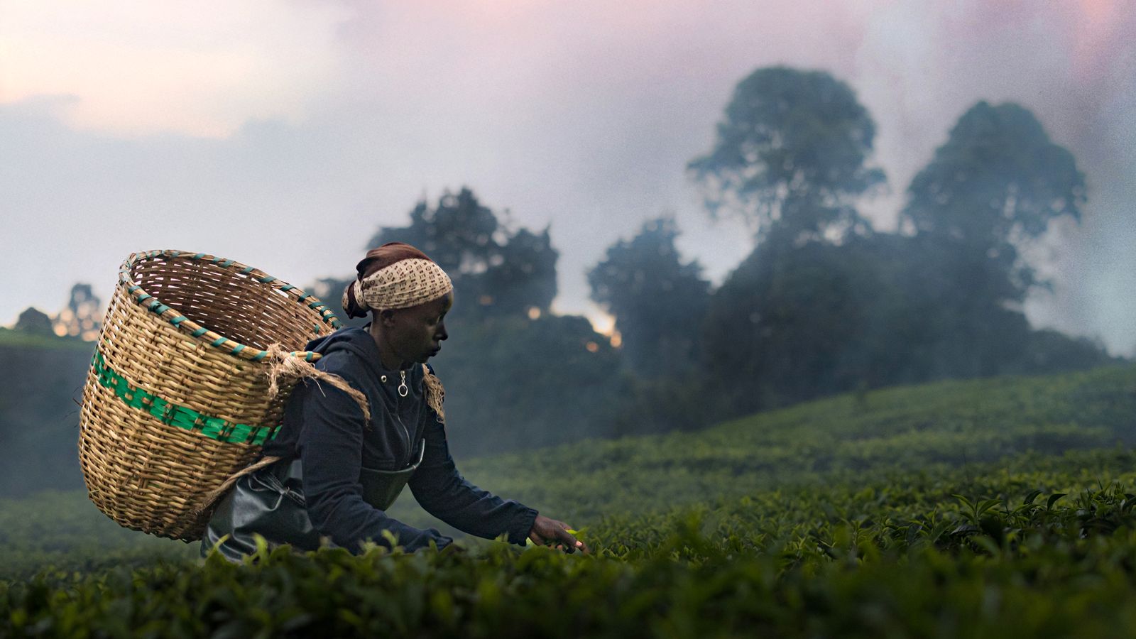 A Kikiuyu woman picks crops in a field. She has a large basket on her back.
