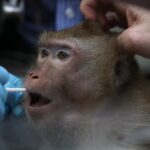 A close up of a macaque as a human hand in a blue glove swabs its mouth.