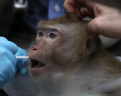 A close up of a macaque as a human hand in a blue glove swabs its mouth.