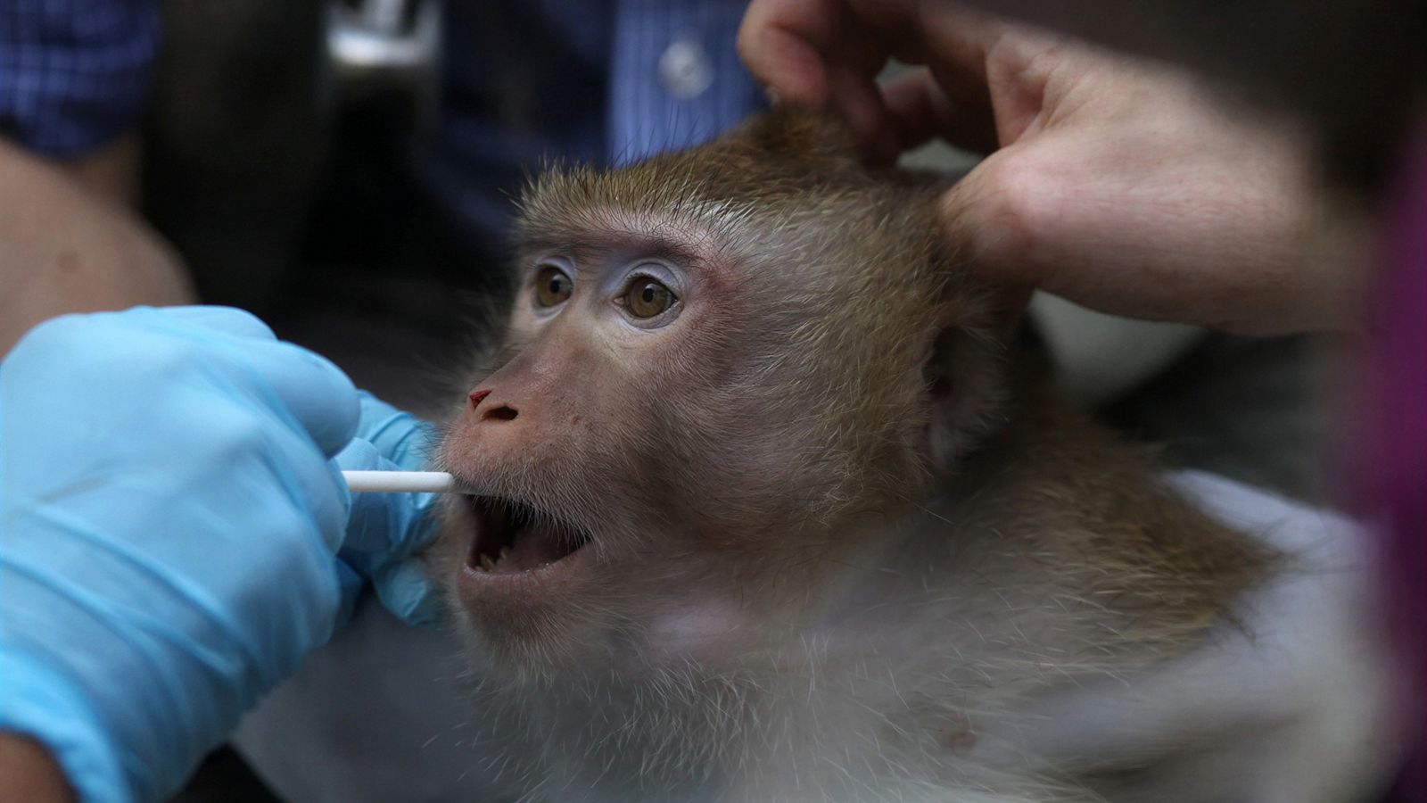 A close up of a macaque as a human hand in a blue glove swabs its mouth.