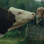 A bald man with a shaggy grey leans in to kiss a cow on the snout.