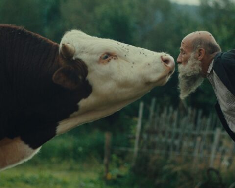 A bald man with a shaggy grey leans in to kiss a cow on the snout.