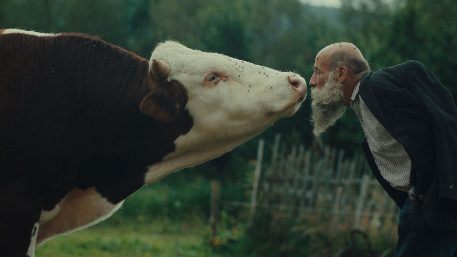 A bald man with a shaggy grey leans in to kiss a cow on the snout.