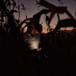 A Mexican cowboy stands in a cornfield at dusk, the light from his phone slightly illuminating him.