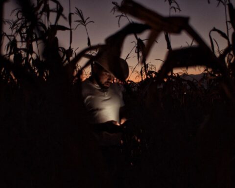 A Mexican cowboy stands in a cornfield at dusk, the light from his phone slightly illuminating him.