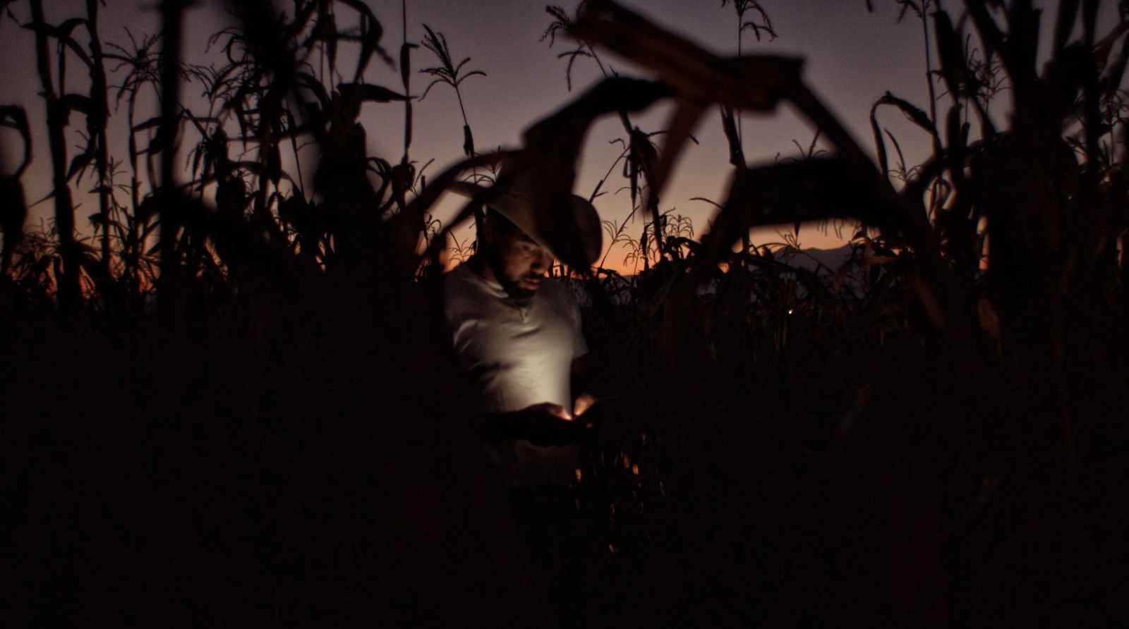 A Mexican cowboy stands in a cornfield at dusk, the light from his phone slightly illuminating him.