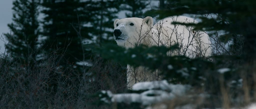 A polar bear stands behind an evergreen tree, He has an inquisitive look.