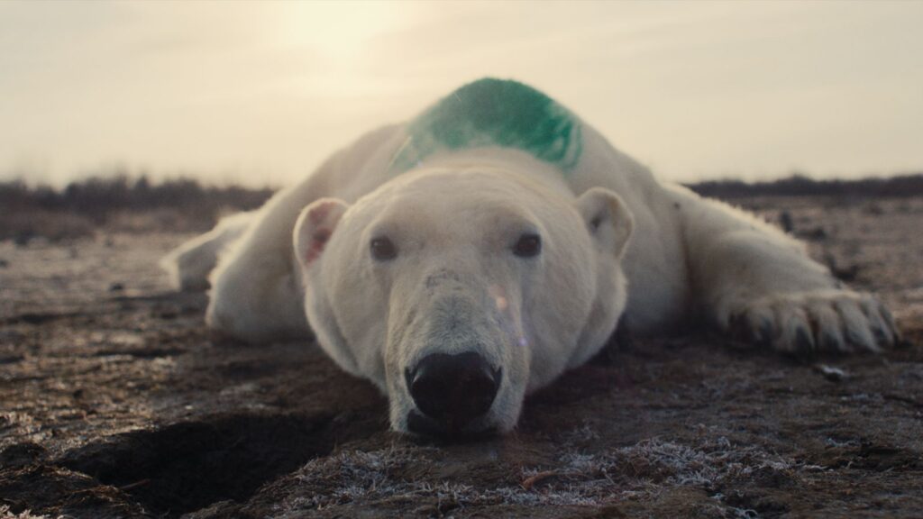 A polar bear lies spreadeagle on the ground, sedated, with a large patch of green dye on its back. The bear looks directly into the camera.