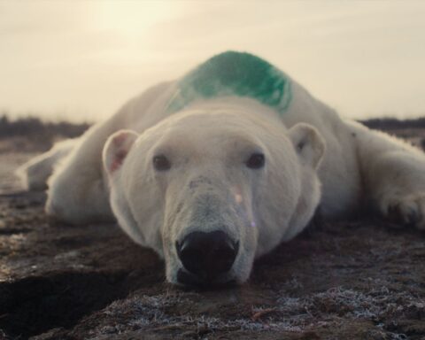 A polar bear lies spreadeagle on the ground, sedated, with a large patch of green dye on its back. The bear looks directly into the camera.