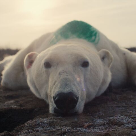A polar bear lies spreadeagle on the ground, sedated, with a large patch of green dye on its back. The bear looks directly into the camera.