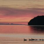 A family of ducks swims in a river. They are seen in silhouette against the pink sunset.