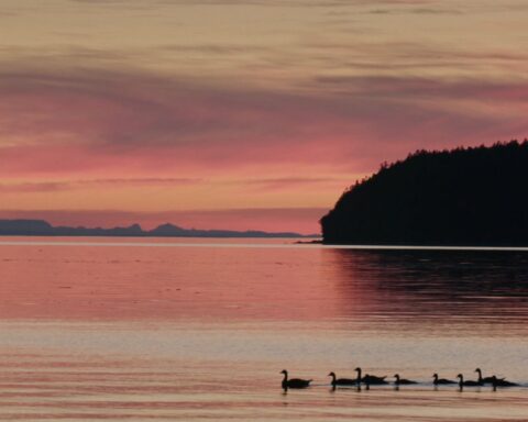 A family of ducks swims in a river. They are seen in silhouette against the pink sunset.