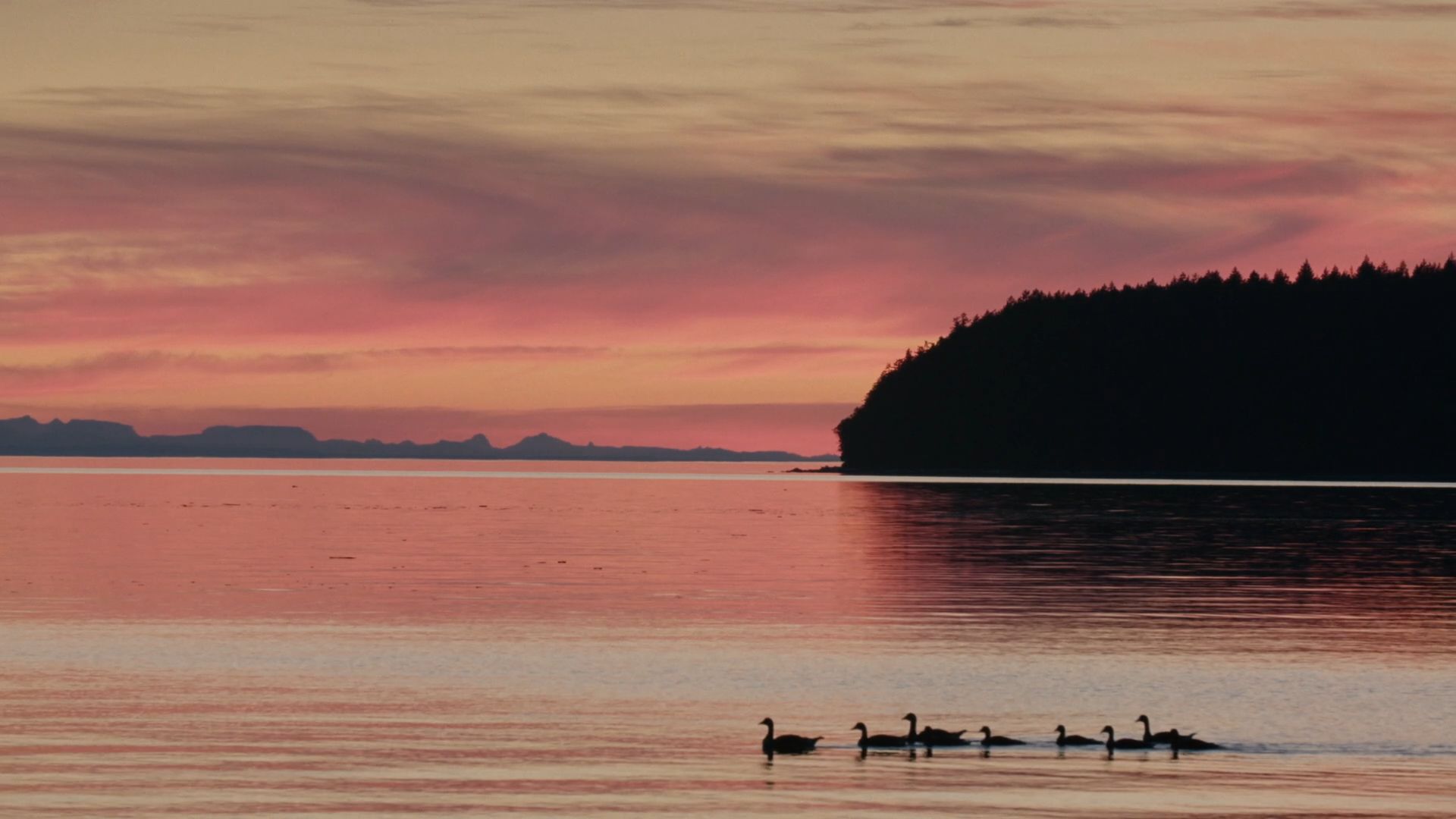 A family of ducks swims in a river. They are seen in silhouette against the pink sunset.