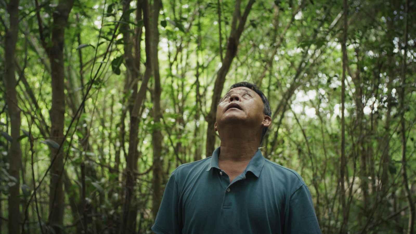 Nguyễn Dũng Thông, son of Nguyễn Văn Lém, the Viet Cong prisoner of war whose execution was captured in Eddie Adams' Saigon Execution. He is standing in a forest looking up.