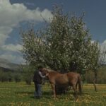 A man stands with a horse. They are in front of a tree in a field. The sky is blue with a few white clouds.