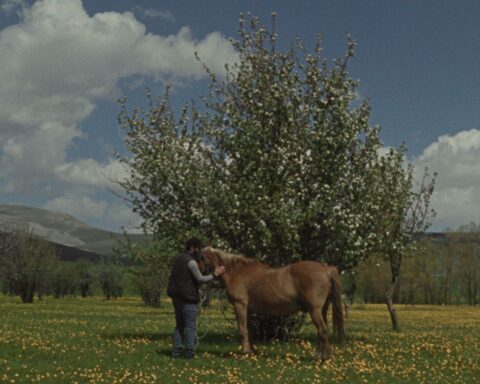 A man stands with a horse. They are in front of a tree in a field. The sky is blue with a few white clouds.