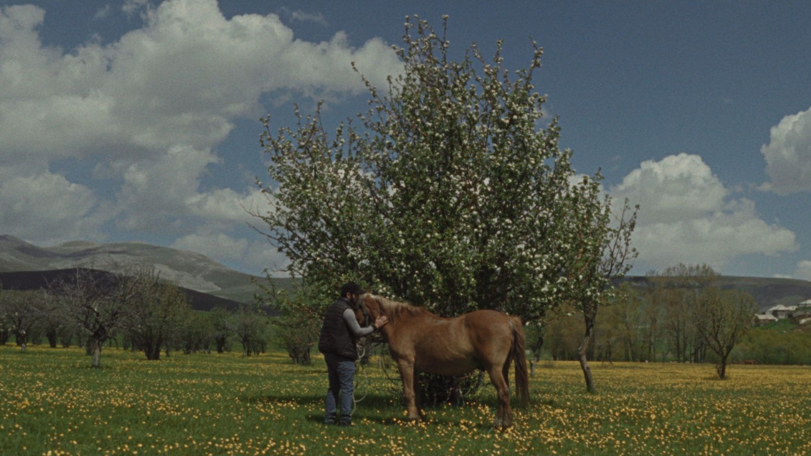 A man stands with a horse. They are in front of a tree in a field. The sky is blue with a few white clouds.