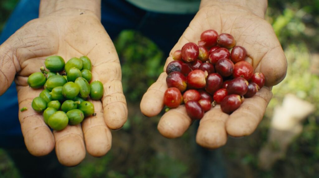 A pair of hands holds out two handfuls of coffee berries. The left hand holds a bunch of green fruits, while the hand on screen right holds ripe red fruits.