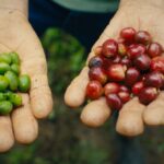 A pair of hands holds out two handfuls of coffee berries. The left hand holds a bunch of green fruits, while the hand on screen right holds ripe red fruits.