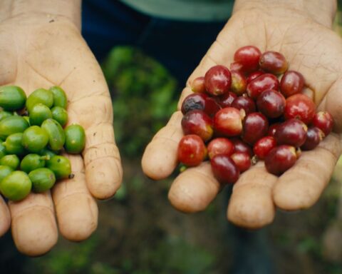 A pair of hands holds out two handfuls of coffee berries. The left hand holds a bunch of green fruits, while the hand on screen right holds ripe red fruits.