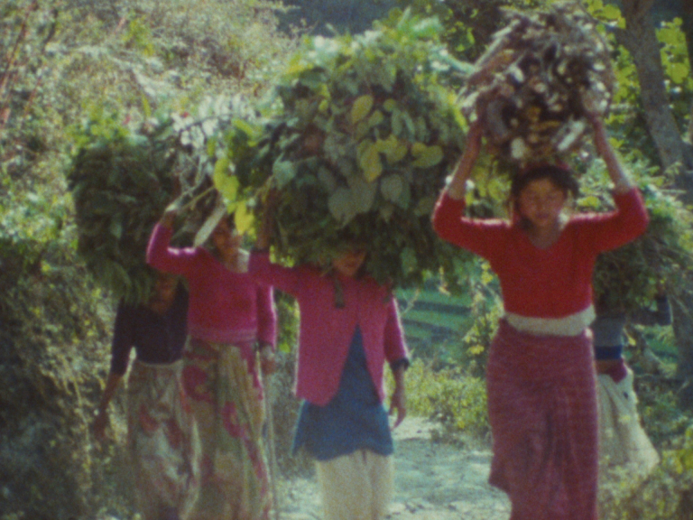 A colourful image shows a procession of four women walking in a field, each one carrying a large bale of green leaves above her head.